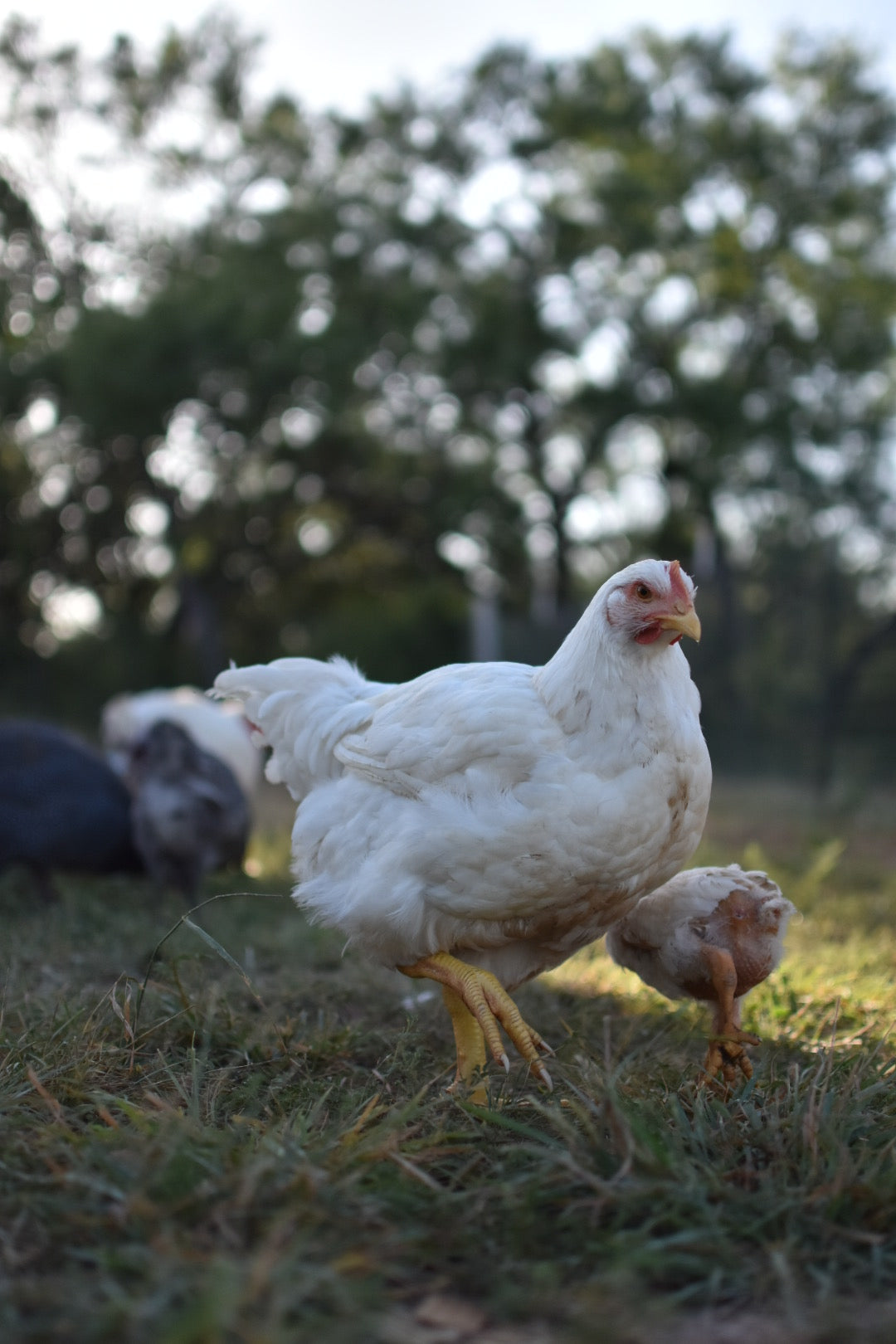 Whole Pature Raised Chicken Pre order!!