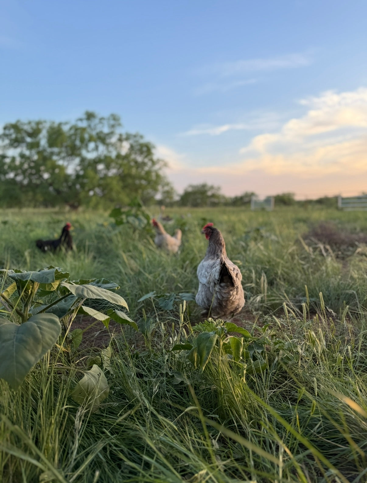 Hardmead Farm Class and Stay